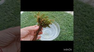 Selaginella Bryopteris | How to grow sanjevni बूटी at home ? #Benefits & use #plant care #trending