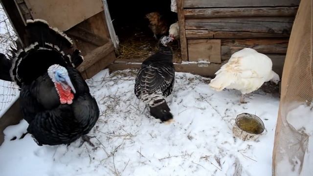 КУПИЛИ ДОМ В ДЕРЕВНЕ. ЗИМНИЙ ДЕНЬ В ДЕРЕВНЕ, ДЕРЕВЕНСКИЕ БУДНИ смотреть онлайн