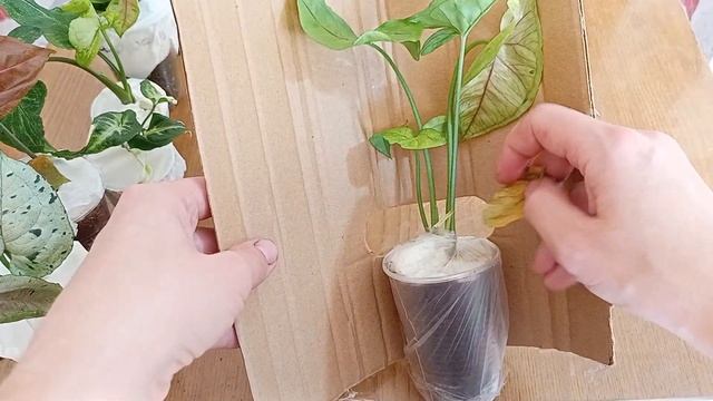 Три коробочки счастья ???.Новиночки 21.09.2022 смотреть онлайн