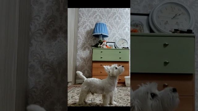 Команды