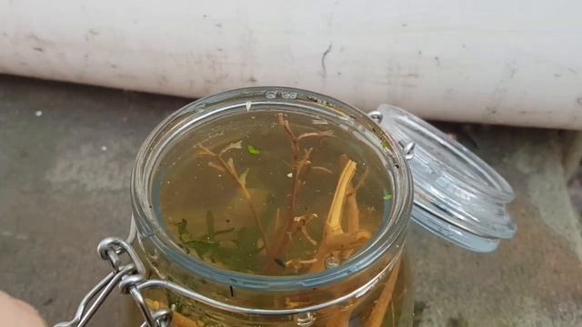 ?Подводный Мир в Банке? Мини- Аквариум - Декорация ? смотреть онлайн