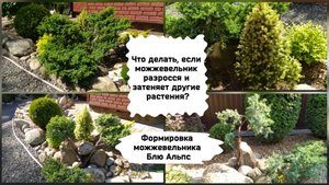 Что делать, если можжевельник разросся и затеняет другие растения?
