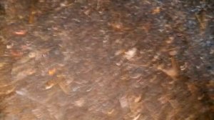 ПАН29. Основные принципы получения качественного Вермикомпоста Биогумуса. Часть 1.