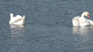 Природа, станица Калниболотская.