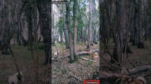 Работа щенков ЗСЛ по кунице 🤭😁😄#охота40 #лайки #лайкивохоте #охотассобаками #охотаслайками  #лес