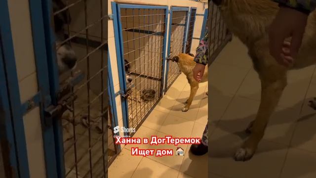 Москва и МО собаки в добрые руки