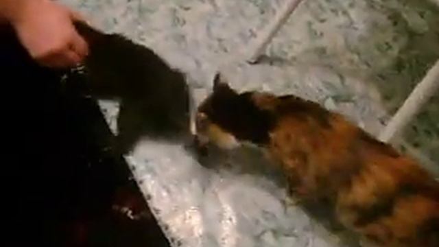 Кошка спасает котёнка смотреть онлайн