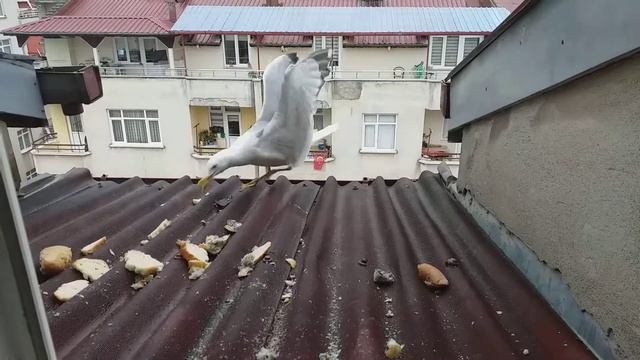 У меня в гостях чайки. Приучила птичек?.Орду.Турция. смотреть онлайн