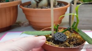 Орхидея Ваниль(Vanilla planifolia)в комнатных условиях