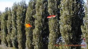 Тополь черный Италика (topol-chernyy-italika) ? Италика обзор: как сажать, саженцы тополя Италика