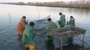 Черноерковский рыбколхоз _Шапариевский_.mp4
