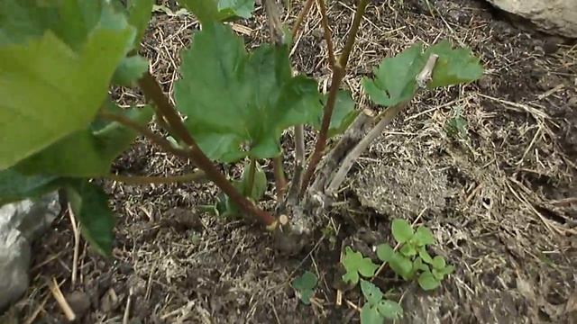 Виноград . Изумруд . Сибирь, Кузбасс. смотреть онлайн