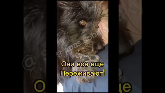 Вывоз состоялся!! Видeоотчёт! #всемпособаке #возьмиизприюта #собакаищетдом
