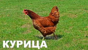 Развивающее видео для детей  Домашние животные и их звуки