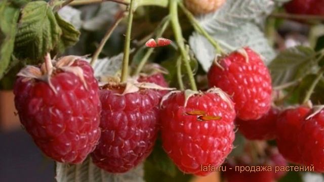 Малина обыкновенный Бархатная (malina-barkhatnaya) ? обзор: как сажать, саженцы малины Бархатная