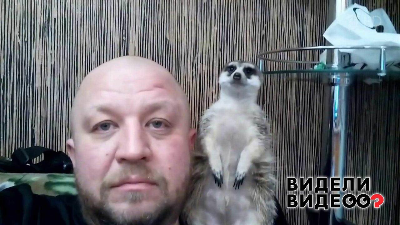 Сурикат смотрит новости. Видели видео? Фрагмент выпуска от 15.09.2019