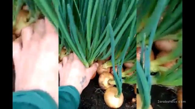 Недогон лука Штутгартен Ризен смотреть онлайн