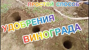 ПРОСТОЙ СПОСОБ УДОБРЕНИЯ ВИНОГРАДА.