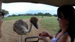 The Serengeti Resort ZOO in Bergheim, Texas | MicBergsma