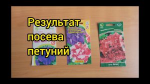 Результаты посева петуний