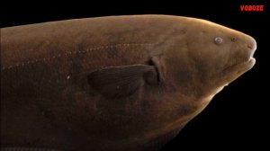 Аквариумная рыбка Аптеронотус Нож Чёрный Белокаймовый Содержание разведение и совместимость