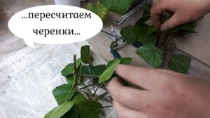 Черенкование ГИБИСКУСОВ.