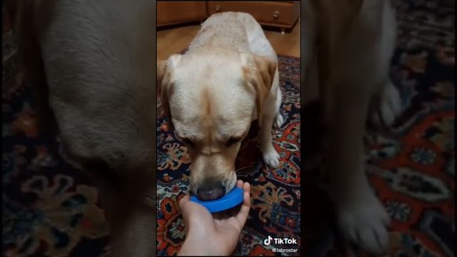 учим собаку выключать свет смотреть онлайн