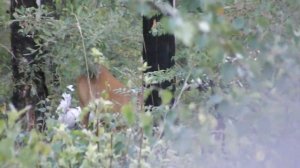 Манки на косулю