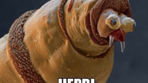 Червь Под микроскопом