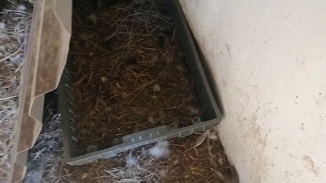 Надоел инкубатор? Есть выход! смотреть онлайн