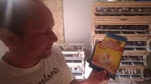 Как поднять яйценоскость у перепелок. Комбикорм для перепела.