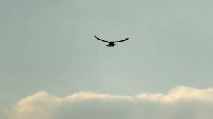 Сокол летает в небе. / Falcon flying in the sky.