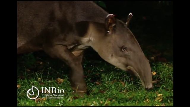 Mamífero Tapiridae Tapirus bairdii (Gill, 1865) danta Baird's tapir смотреть онлайн