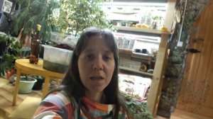 Как давать коту таблетку
