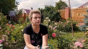 ПОСАДКА РОЗ В ИЮЛЕ