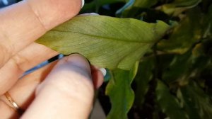 Помогите спасти Калатею лансифолию