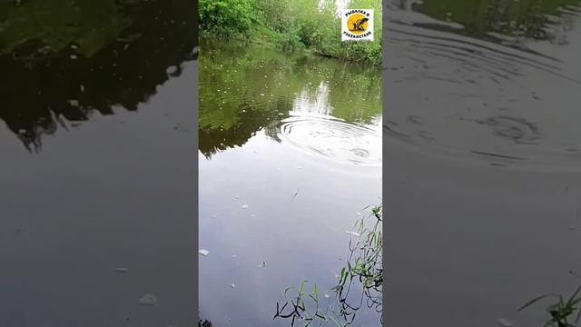 КАРАСЬ КЛЮЁТ НА ГОРОХОВЫЙ ТЕСТО #РЫБАЛКА смотреть онлайн