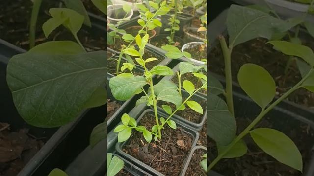 Черенки зеленые борятся за жизнь. смотреть онлайн