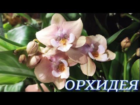 №615/ПОСЛЕДНЯЯ поставка ОРХИДЕЙ этого года в маг. ОРХИДЕЯ.