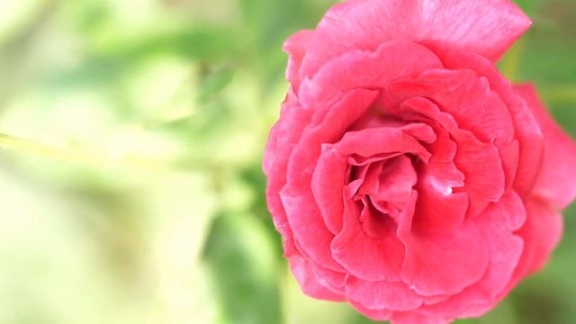 Эту музыку можно слушать вечно! Самая красивая мелодия на свете! Музыка для души смотреть онлайн