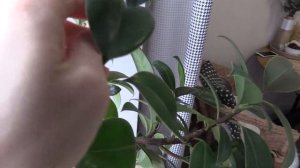 Обрезка фикуса в декабре.