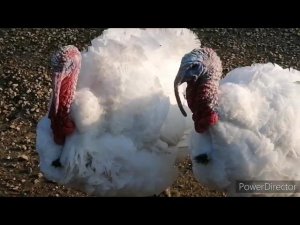 ОТВЕТЫ на все ВОПРОСЫ о сельхоз птице.