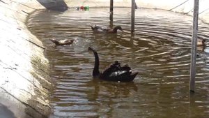 Абаканский зоопарк (07-07-2019)