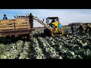 Уборка белокочанной капусты