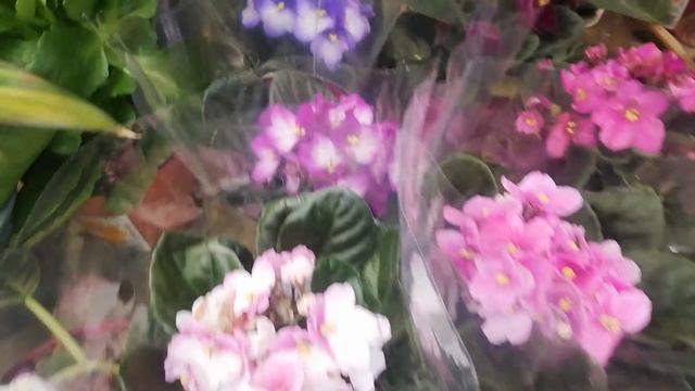 Орхидеи в Оби Теплый Стан✔️Много растений для Дачников смотреть онлайн