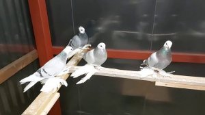 Сиза-лысые голуби