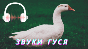 Звуки гуся | Звуки животных