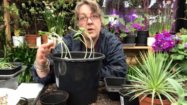 Pralbønner - Phaseolus coccineus som jeg sår dem fra frø. смотреть онлайн