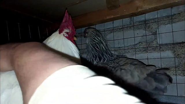 ухейилюй. китайская карликовая порода. Чёрное мясо. #куры #яйце#вкуснаяеда #ухейилюй #яйца #мясной смотреть онлайн