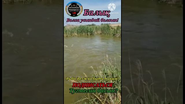 ? КАЙНАГАН БАЛЫК ?ТЕЗ КОРЕМИЗ#тахиаташ#каракалпакистан#узбекистан#казакстан#рыба#балық#рыбалка# смотреть онлайн